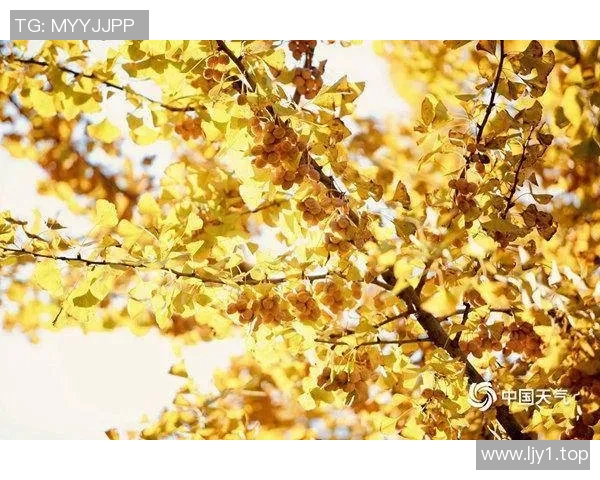 你不知道的伤病名单：十大冷知识大揭秘